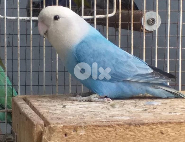 جوز أميات روز أوبلاين  ريد هيد  حجم كبير  وشغالين 0