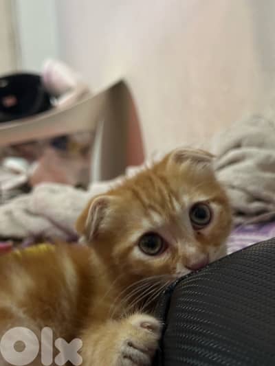 scottish fold cat 70$