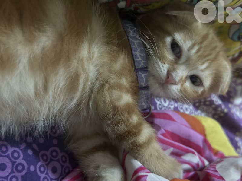 scottish fold cat 70$ 1