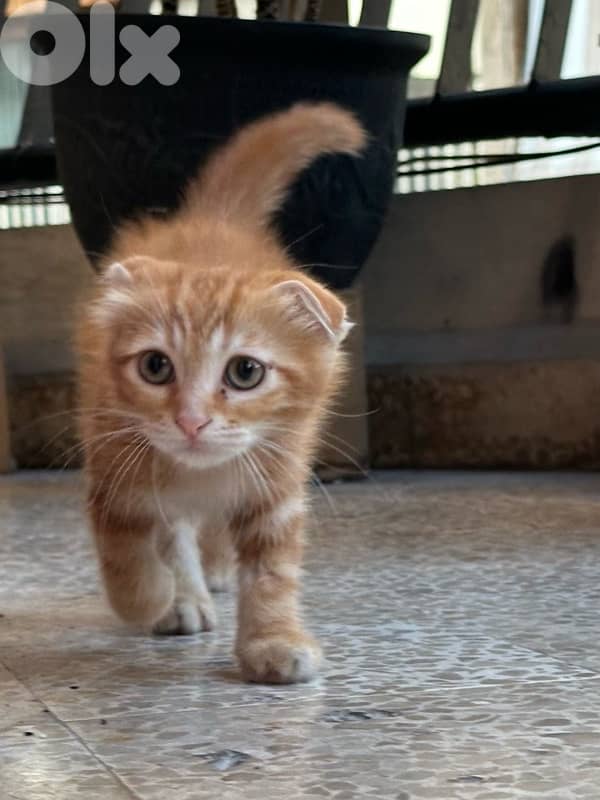 scottish fold cat 70$ 3