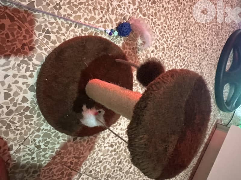 scottish fold cat 70$ 5