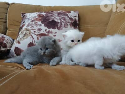 mix Himalayan Persian kittens l3omor 40 yom 2 female 2 male