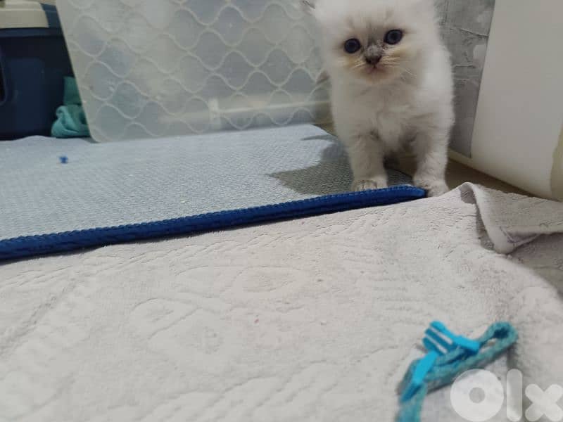 mix Himalayan Persian kittens l3omor 40 yom 2 female 2 male 1