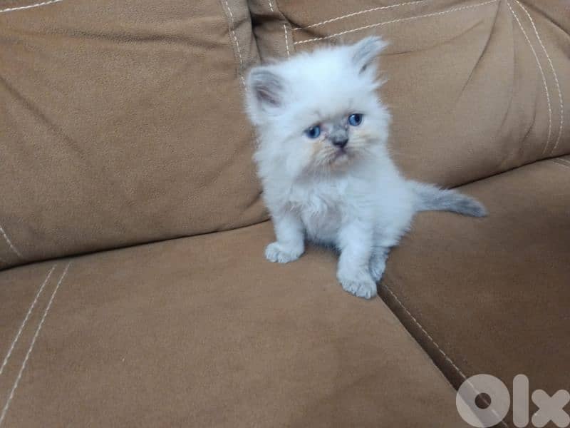 mix Himalayan Persian kittens l3omor 40 yom 2 female 2 male 2