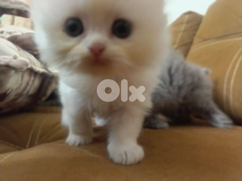 mix Himalayan Persian kittens l3omor 40 yom 2 female 2 male 3
