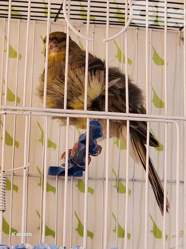 golden finch 4