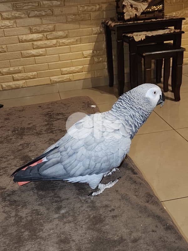 ببغاء كاسكو 2