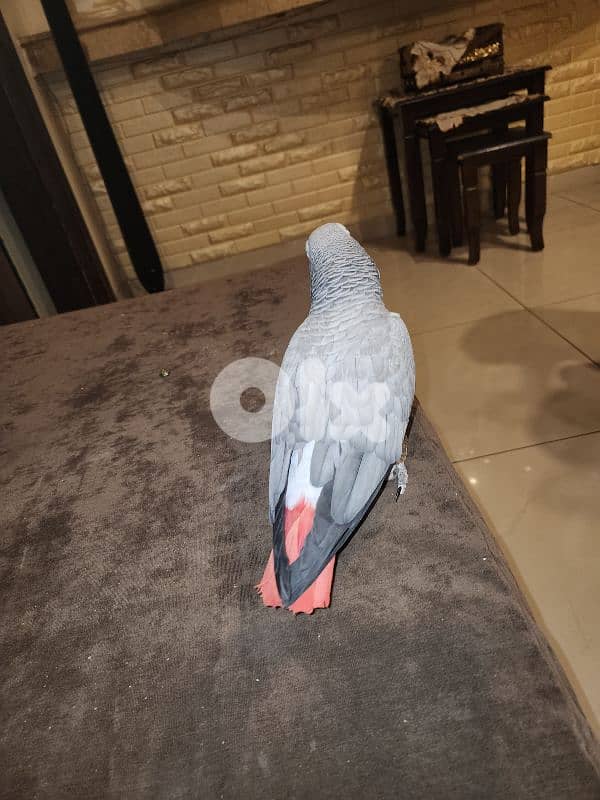 ببغاء كاسكو 3
