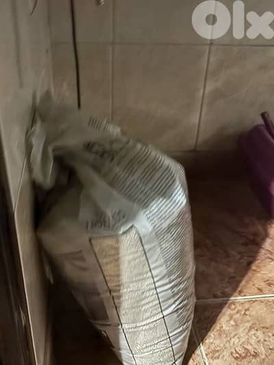vanilla, 1year old for sale