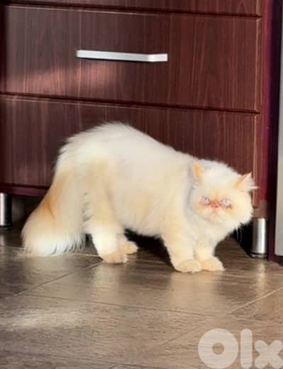 Persian cat
