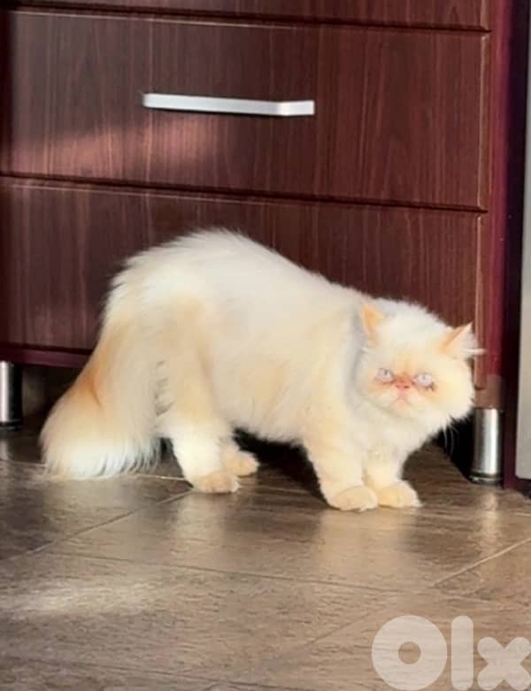 Persian cat 0