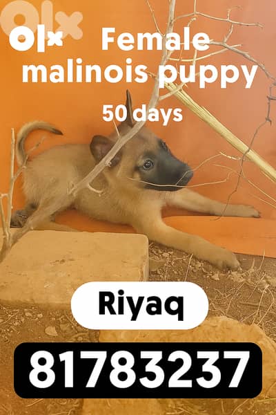 Belgian Malinois Puppy
