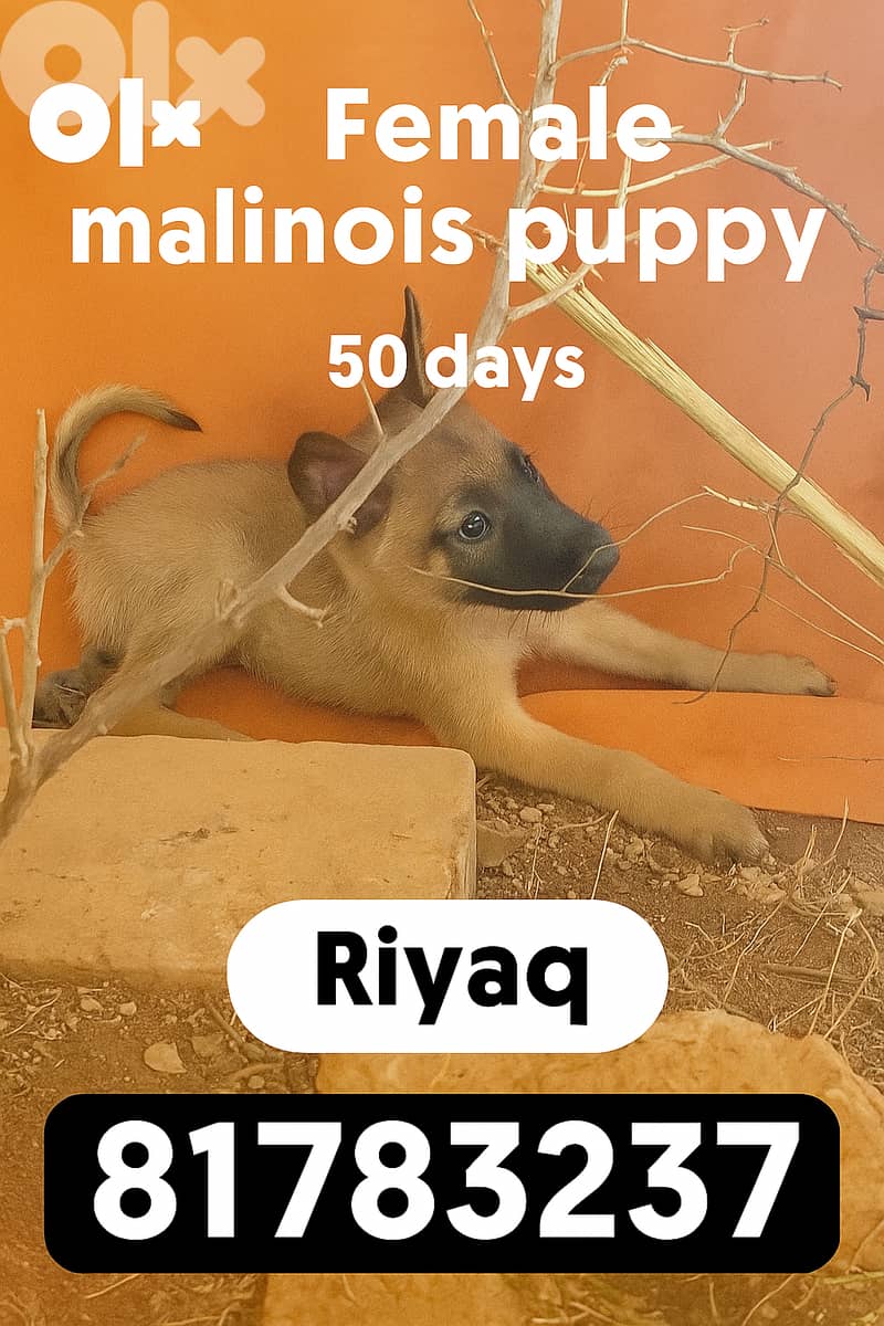 Belgian Malinois Puppy 0