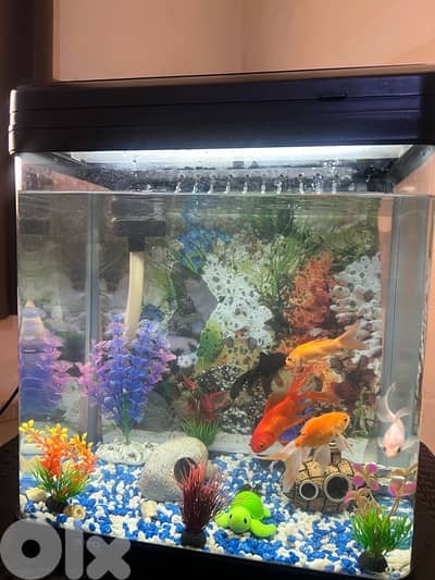 aquarium fish