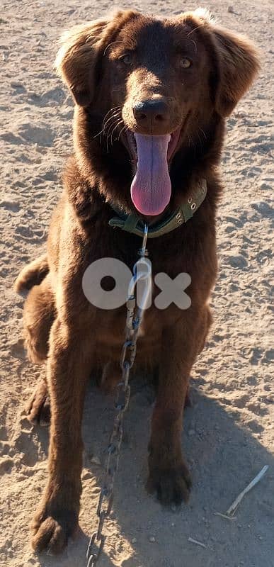 dog 1 years