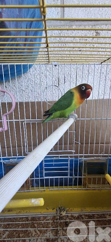 كناري وفيشر جاهزين وعصافير تزقيم 1