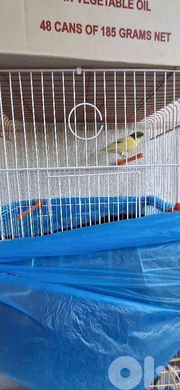 كناري وفيشر جاهزين وعصافير تزقيم 2