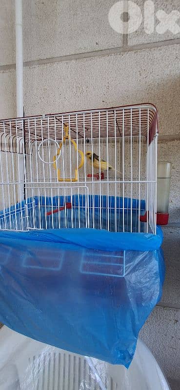 كناري وفيشر جاهزين وعصافير تزقيم 3