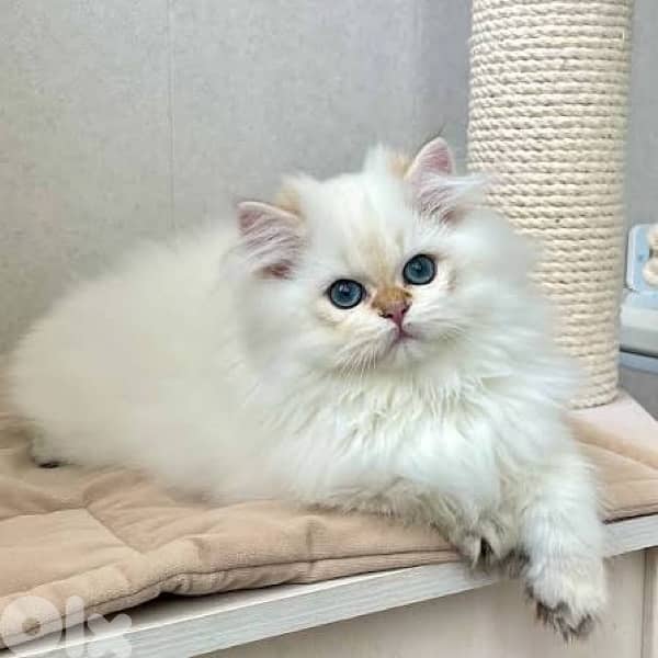 golden point males available 0