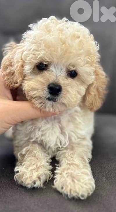 maltipoo