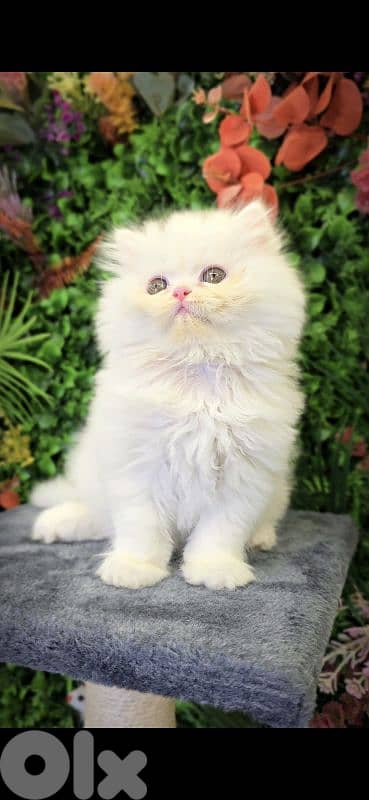 Persian Doll Face Kitten White/ cat قطط