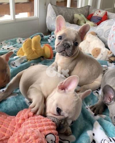 French Bulldog Blue Fawn Puppies/ dog كلاب