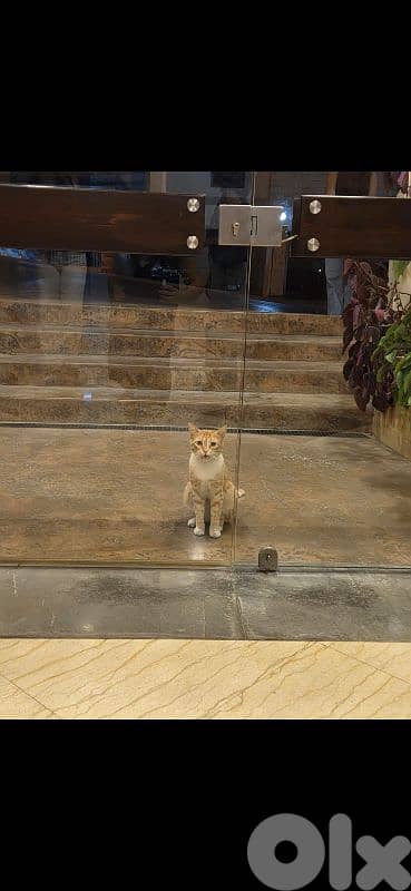 Adult male cat for adoption