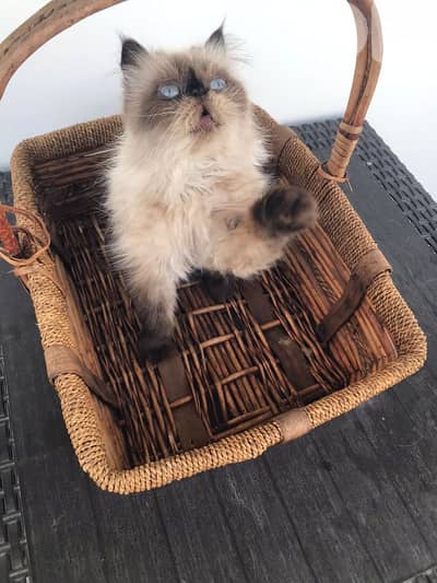 Himalayan pure  available