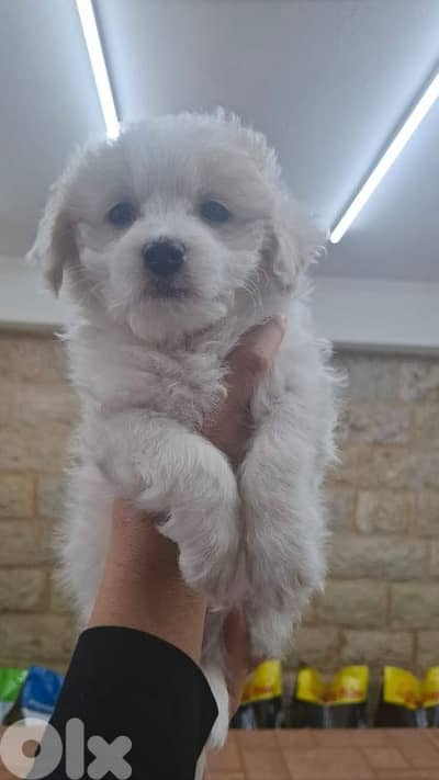 Bichon maltez puppy Bichon maltez puppy
