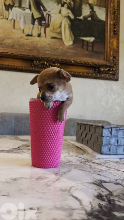 mini chihuahua