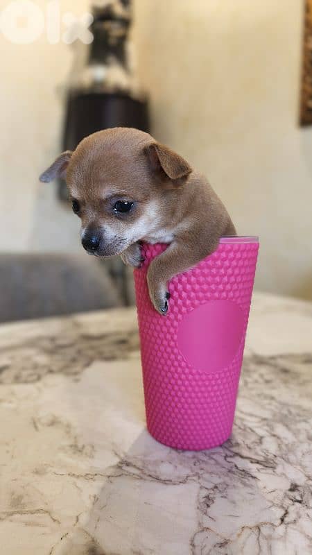 mini chihuahua 1