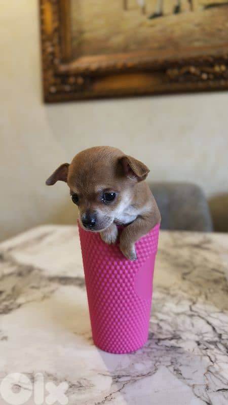 mini chihuahua 2