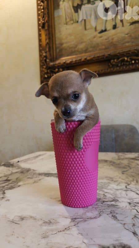 mini chihuahua 3