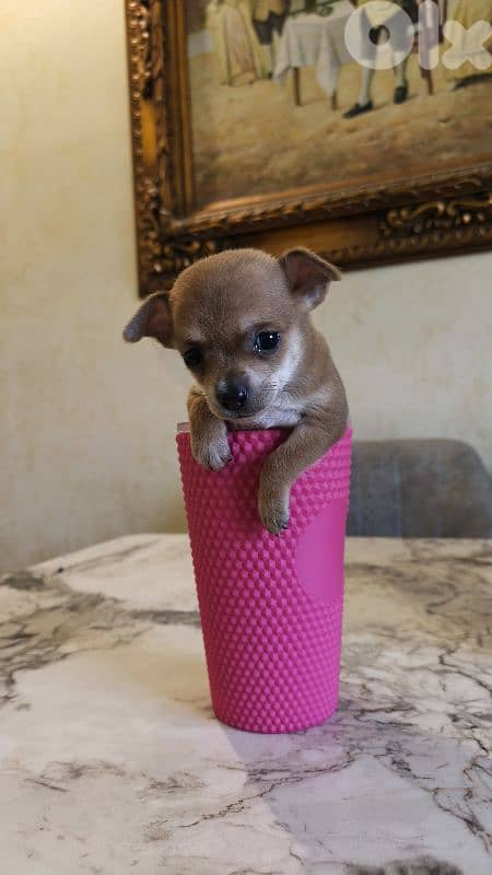 mini chihuahua 4