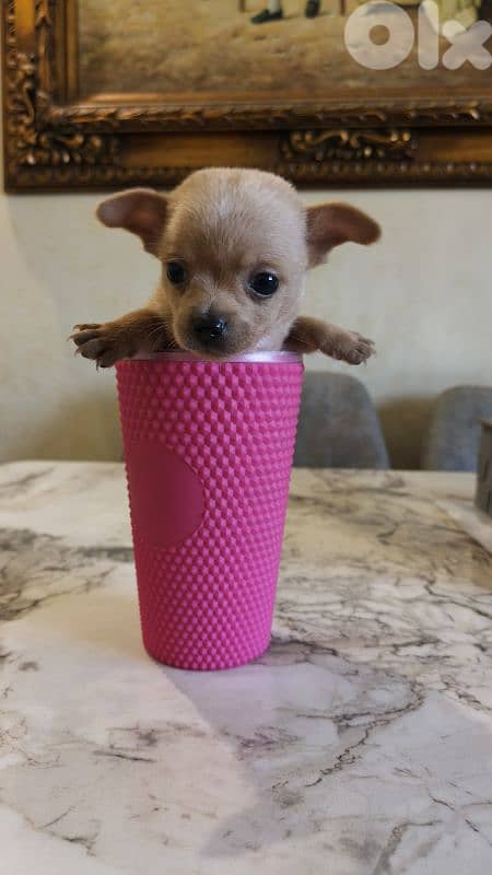 mini chihuahua 7