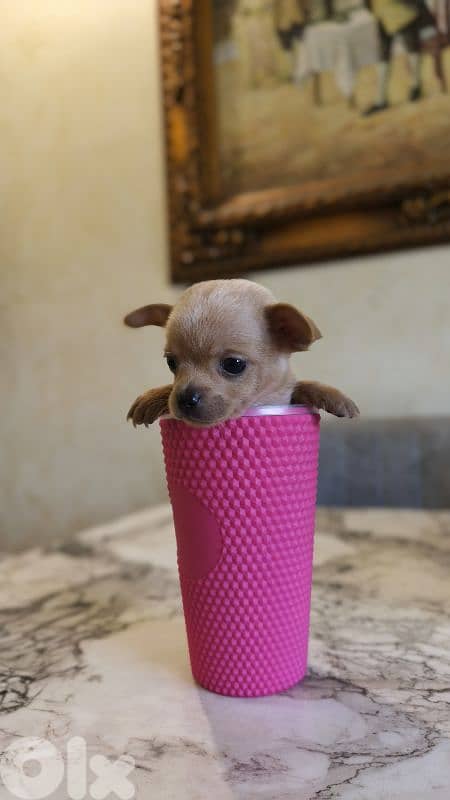 mini chihuahua 8