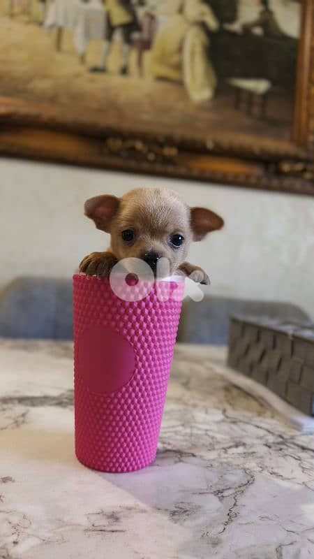 mini chihuahua 9