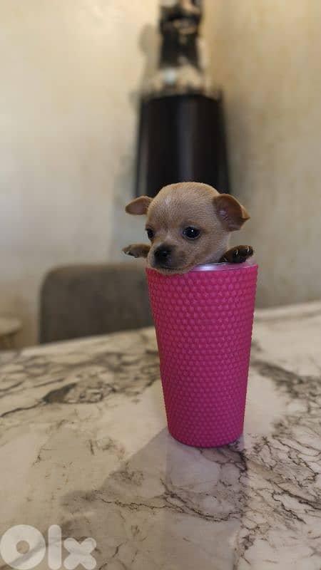 mini chihuahua 10