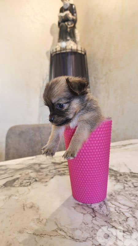 mini chihuahua 14