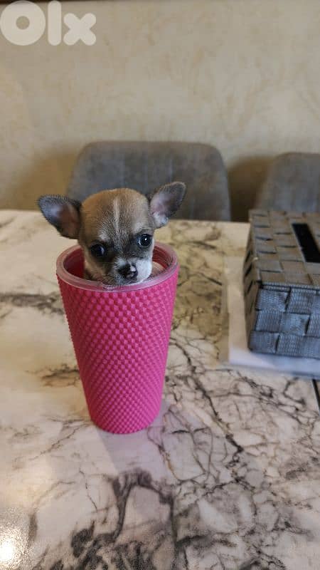 mini chihuahua 16