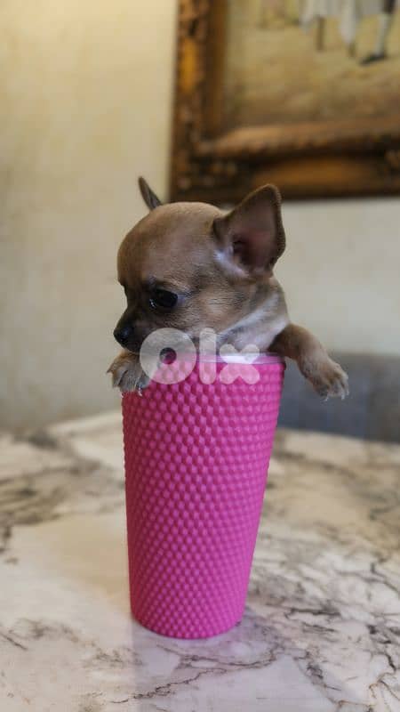 mini chihuahua 17