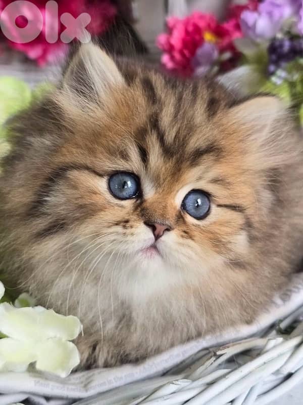 persian tiger 0