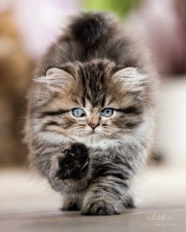 persian tiger 1