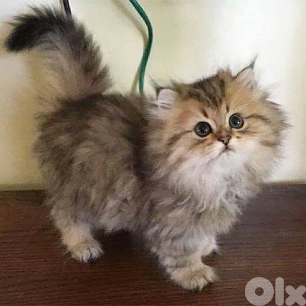 persian tiger 2