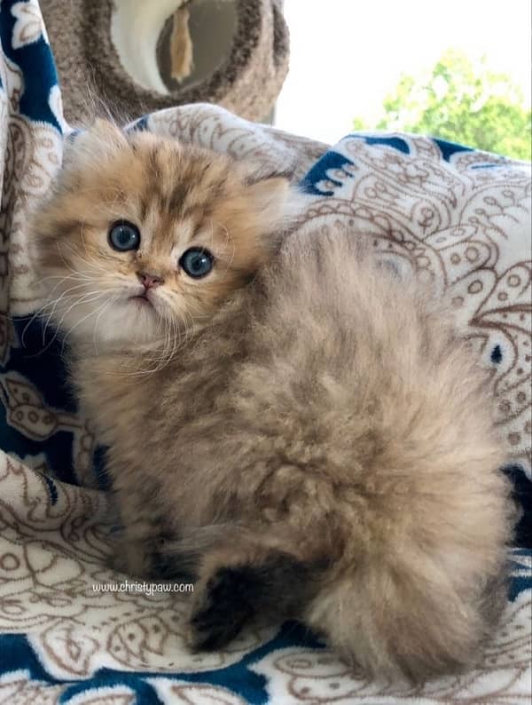 persian tiger 3