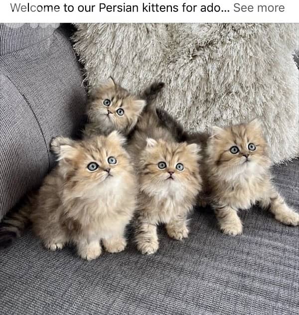 persian tiger 4
