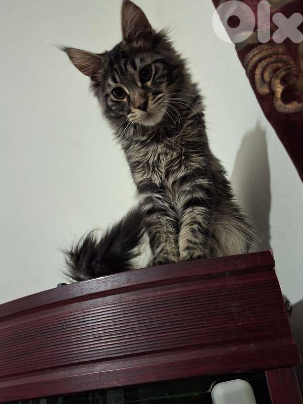 Maine Coon 0
