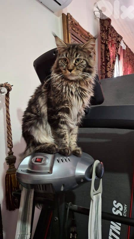 Maine Coon 1