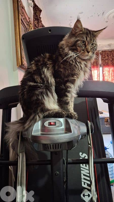 Maine Coon 2