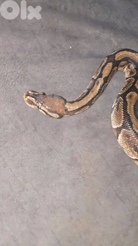 شارع الموسوي 0